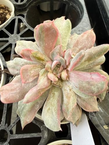 観葉植物 多肉植物 錦」の人気商品一覧 | 安い商品を通販サイトから